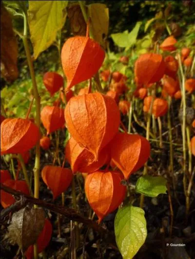 Quel est l'autre nom du physalis ?