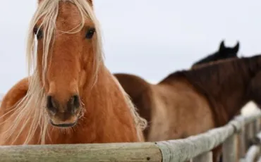 Quiz Chevaux