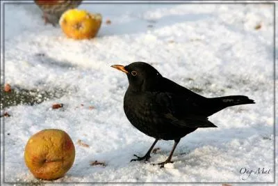 Je vis toute l'année au jardin, à la recherche de vers de terre, de chenilles, d'escargots, de baies. L'hiver, déposez sur le sol des fruits bien mûrs, pourris, pour moi, ... (N'hésitez pas à agrandir les photos pour voir ces oiseaux ! )