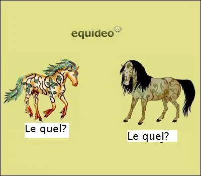 Sur "Equideow", quel est le plus grand des deux mondes ?