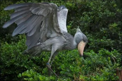 Terminez le refrain grâce à l'oiseau : En passant par la Lorraine ...