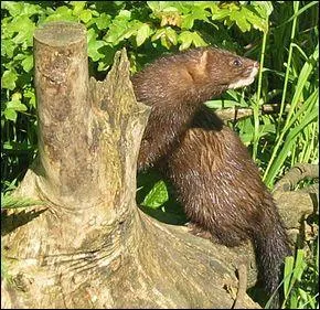 Ce petit mammifère carnivore de la famille des mustélidés est en danger critique d'extinction. Qui est-il ?