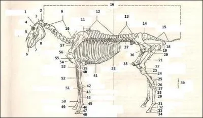 Où sont les vertèbres cervicales ? (voir le numéro sur l'image)