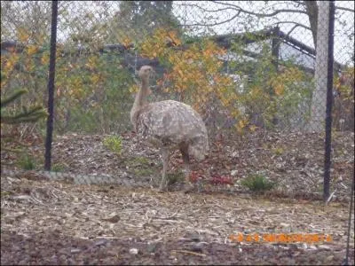 Cet oiseau ressemble beaucoup à l'autruche mais il ne fait pas la même taille. C'est...