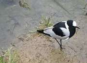 Quiz Les animaux du zoo de Vincennes (2)