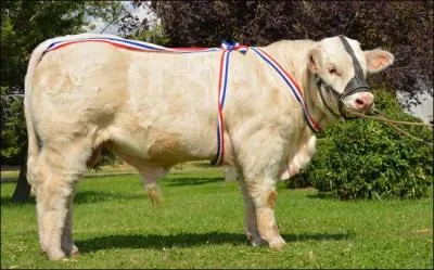 Dans quel département se trouve la ville de Magny-Cours, où s'est tenu le concours national du Veau d'or le 5 septembre 2014 ?