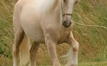 Quiz Animaux