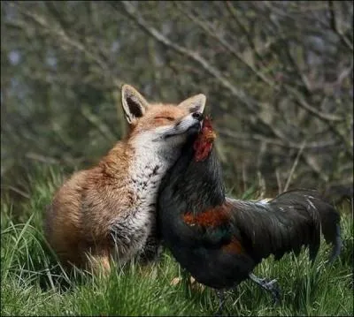 Combien pensez-vous qu'il y a de coqs et poules domestiques sur notre planète ?