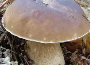 Quiz Les espces de champignons