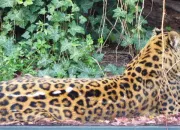 Quiz Les animaux de la mnagerie du Jardin des plantes (2)