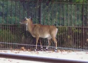 Quiz Les animaux de la mnagerie du jardin des Plantes (3)