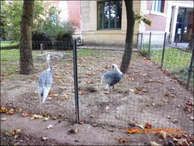 Cet oiseau a un nom très simple !