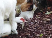 Quiz Les animaux de la mnagerie du Jardin des plantes (4)