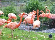 Quiz Les animaux de la mnagerie du Jardin des Plantes (5)