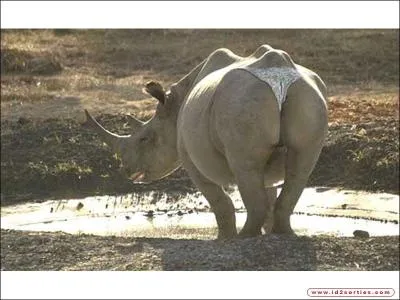 Avant quand on voulait voir les fesses, on écartait le maillot, maintenant, pour voir le maillot ...