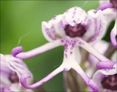 À quoi cette orchidée vous fait-elle penser ?