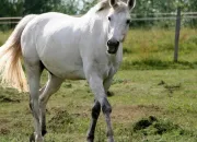 Quiz Animaux se ressemblant