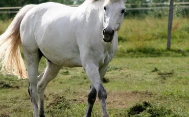 Quiz Animaux