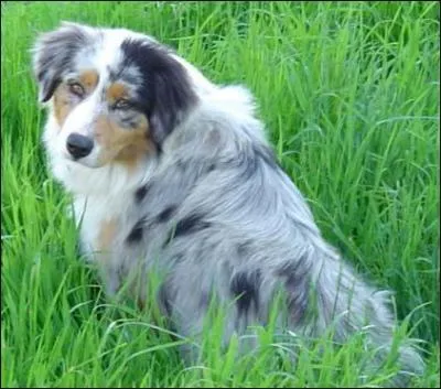 Quelle est la race de ce chien ?