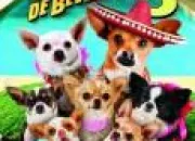 Quiz Le Chihuahua de Beverly Hills 3