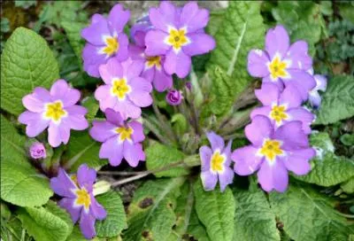 Germinal, jour 1. Plante herbacée printanière, à fleurs colorées.