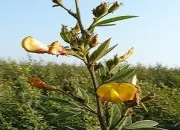 Quiz Fleurs de lgumes et de fruits