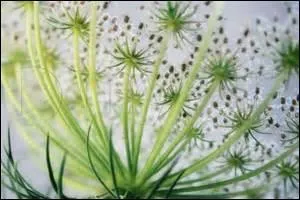 Quelle est cette plante, à racine charnue et pivotante, dont la fleur se présente en ombelle ?