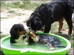 Quel est ce chien ?