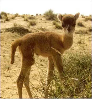 L'hybridation entre le lama et le dromadaire donne un :