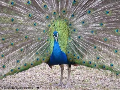 A quel péché capital cet oiseau vous fait-il penser ?