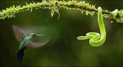 Au large de Sao Paulo se trouve l'île Queimada Grande. De quoi est-elle recouverte ?