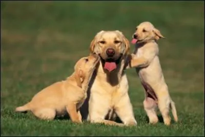 Quel est le temps de gestation d'une chienne ?