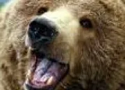 Quiz Les ours