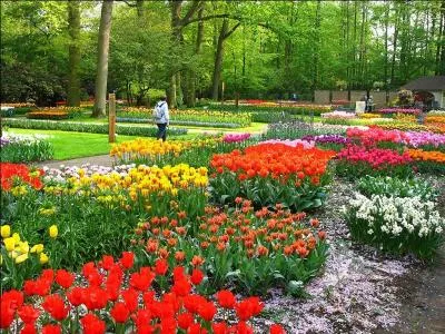 Venez avec moi, je vous invite à parcourir la planète bleue, dans quel pays pouvez-vous admirer le Keukenhof ?