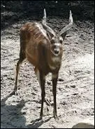 Quelle est cette antilope ?