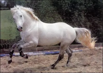 Quelle est la robe de ce beau poney ?