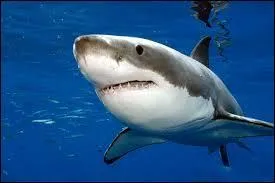 Quelle sorte de requin est-il ?