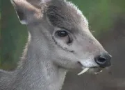 Quiz Des animaux bizarres