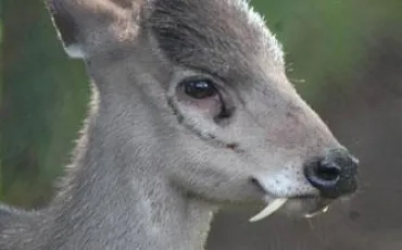 Quiz Animaux bizarres