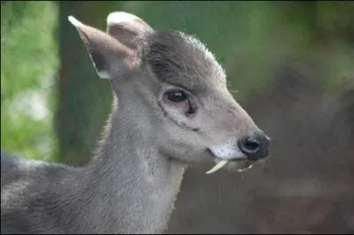 Est-ce-que cette antilope aux crocs de vampire existe vraiment ?