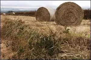 Pour un cheval heureux, il faut une alimentation équilibrée. Sa principale nourriture consiste en ------ et ------.