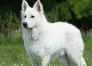 Quiz Berger blanc suisse