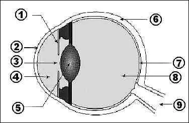 Comment appelle-t-on la partie de l'il du numéro 4 de l'image ?