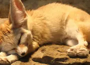 Quiz Le fennec