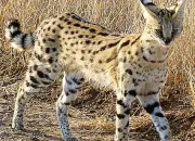 Quiz Le serval