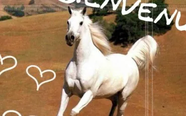 Quiz Chevaux