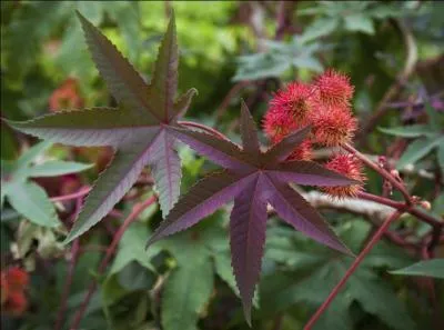 "Ricinus communis" est, comme son nom l'indique, extrêmement commune : à quoi sert donc cette plante ?