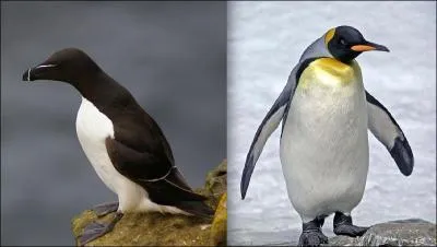 On va bien voir si c'est rentré dans votre tête, quel est le nom de l'oiseau de gauche ?