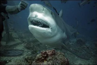 Quel est le nom du requin auquel on attribue 12 morts à la Réunion ?