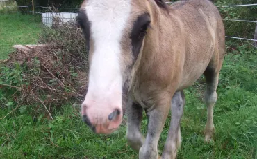 Quiz Chevaux